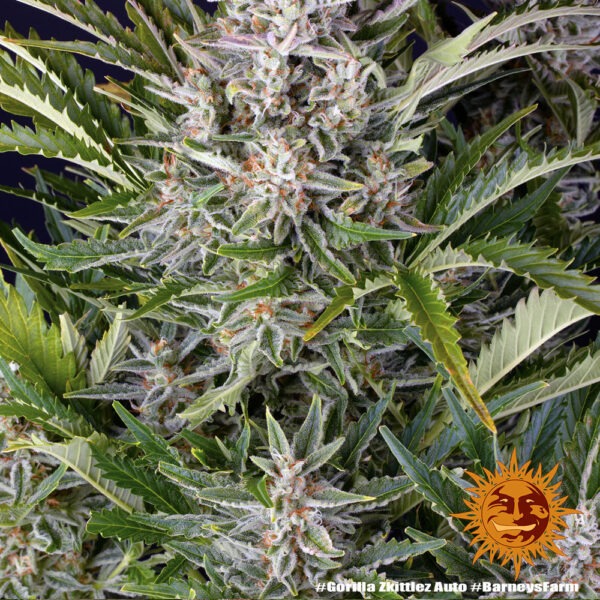 Barney's Farm gorilla zkittlez auto Samen – Bild 3