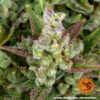 Barney's Farm gorilla zkittlez auto Samen – Bild 4
