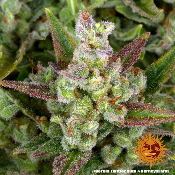 Barney's Farm gorilla zkittlez auto Samen – Bild 4