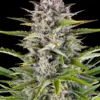 Barney's Farm gorilla zkittlez auto Samen