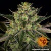 Barney's Farm gorilla zkittlez Samen – Bild 2
