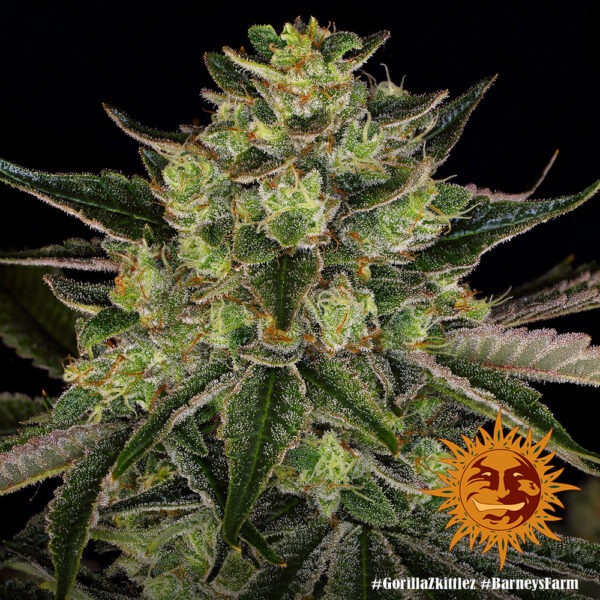 Barney's Farm gorilla zkittlez Samen – Bild 2