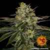 Barney's Farm gorilla zkittlez Samen – Bild 3