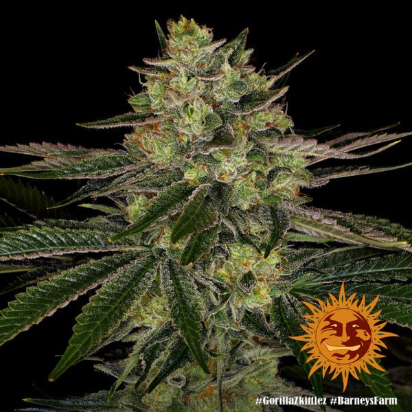 Barney's Farm gorilla zkittlez Samen – Bild 3
