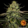 Barney's Farm gorilla zkittlez Samen – Bild 4
