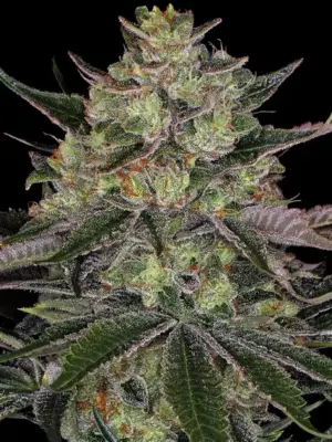 Gorilla Zkittlez - Barneys Farm feminisiert 3er Pack