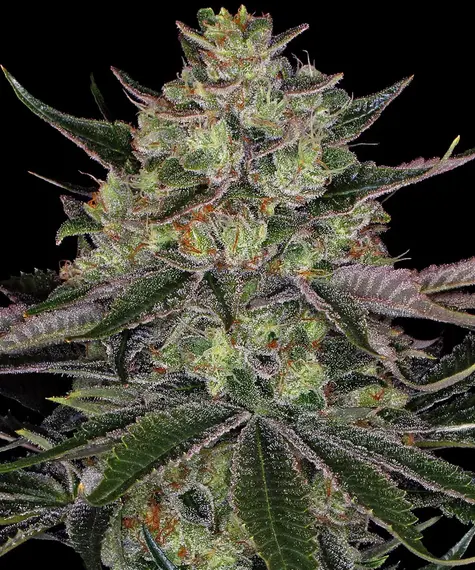 gorilla-zkittlez_circle_new_21_127530-1.webp gorilla zkittlez