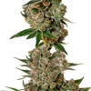 Growers Choice Gorilla Cookies Samen – Bild 5