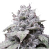 Growers Choice Gorilla Cookies Samen – Bild 2