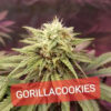 Growers Choice Gorilla Cookies Samen – Bild 3
