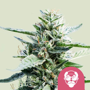 Granddaddy Purple Royal Queen Seeds feminisiert 3er Pack