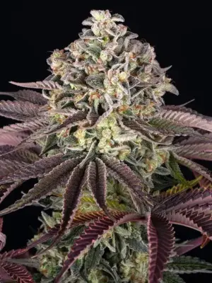 Barneys Farm Grand Daddy Purpel Fem 3St.