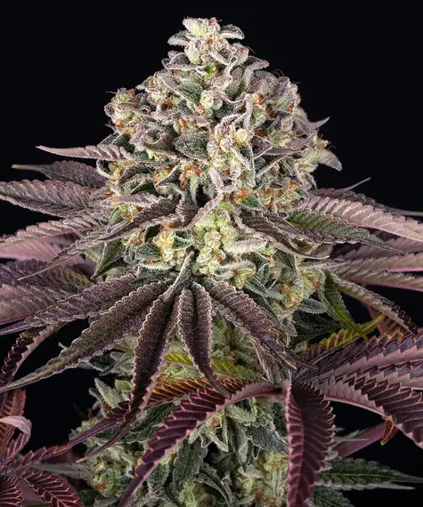 granddaddy-purple_circle_new_21_706855.webp grand daddy purpel