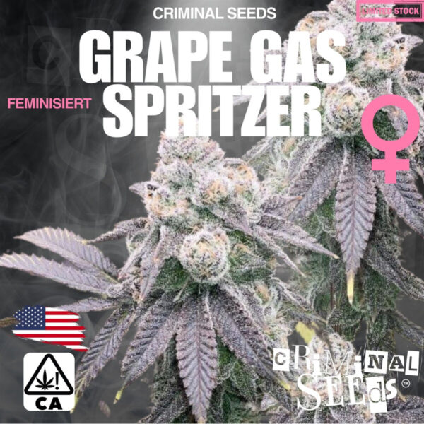 Grape Gas Spritzer – Criminal Seeds feminisiert 3er Pack