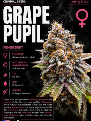 Grape Pupil x Cali – Criminal Seeds feminisiert 3er Pack Grape Pupil x Cali – Criminal Seeds feminisiert 3er Pack