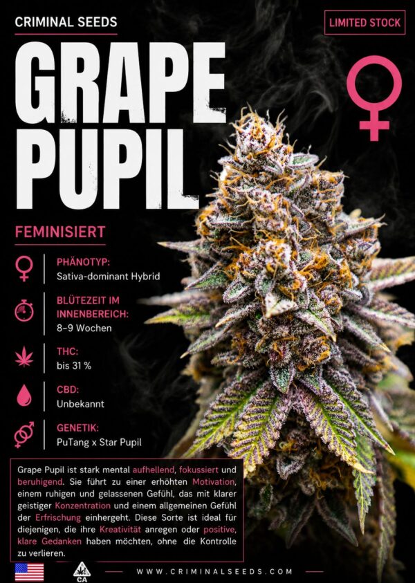 Grape Pupil x Cali – Criminal Seeds feminisiert 3er Pack
