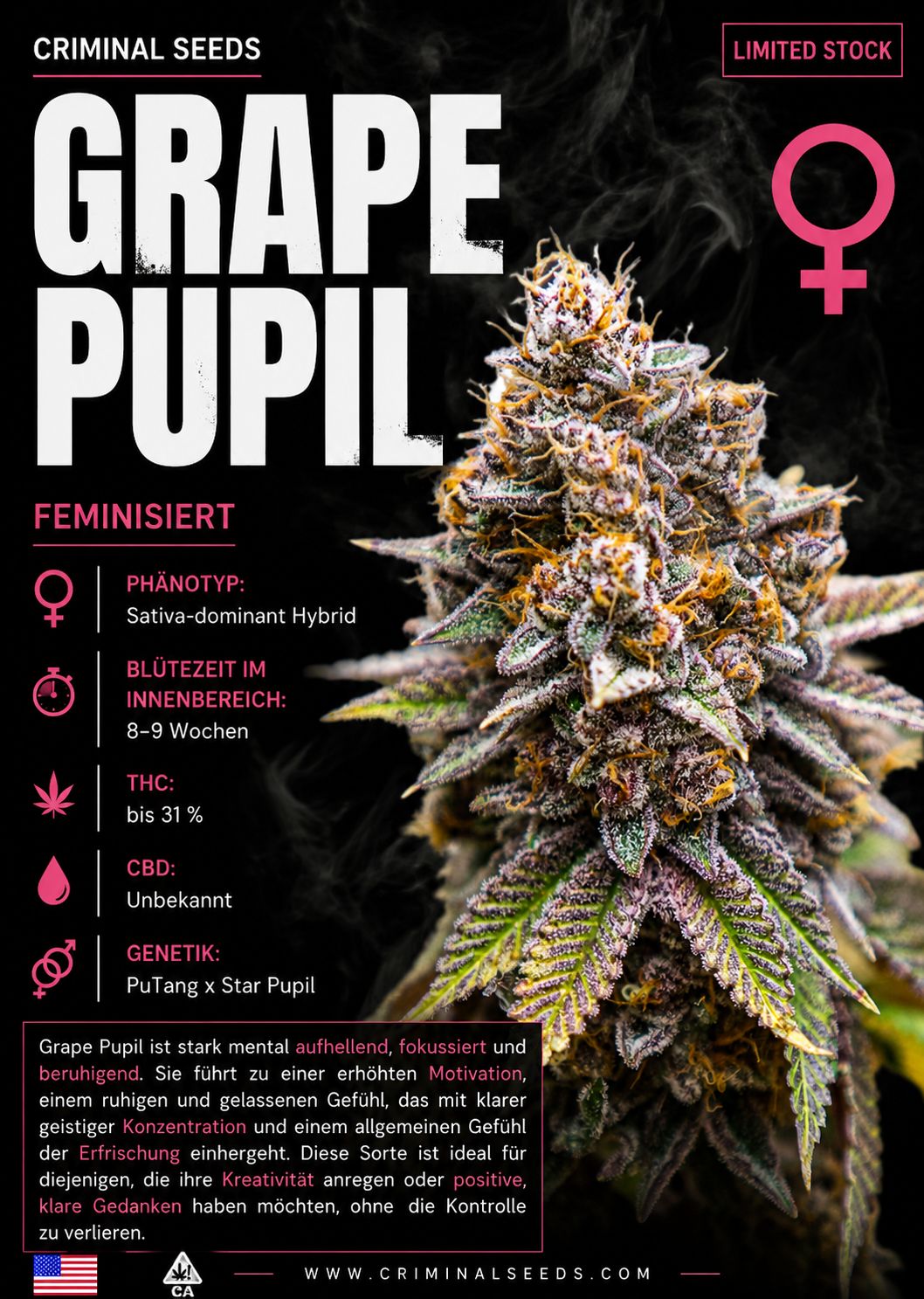 Grape Pupil x Cali - Criminal Seeds feminisiert 3er Pack