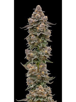 Blue Zeclair – Growers Choice feminisiert 3er Pack Cannabis Samen