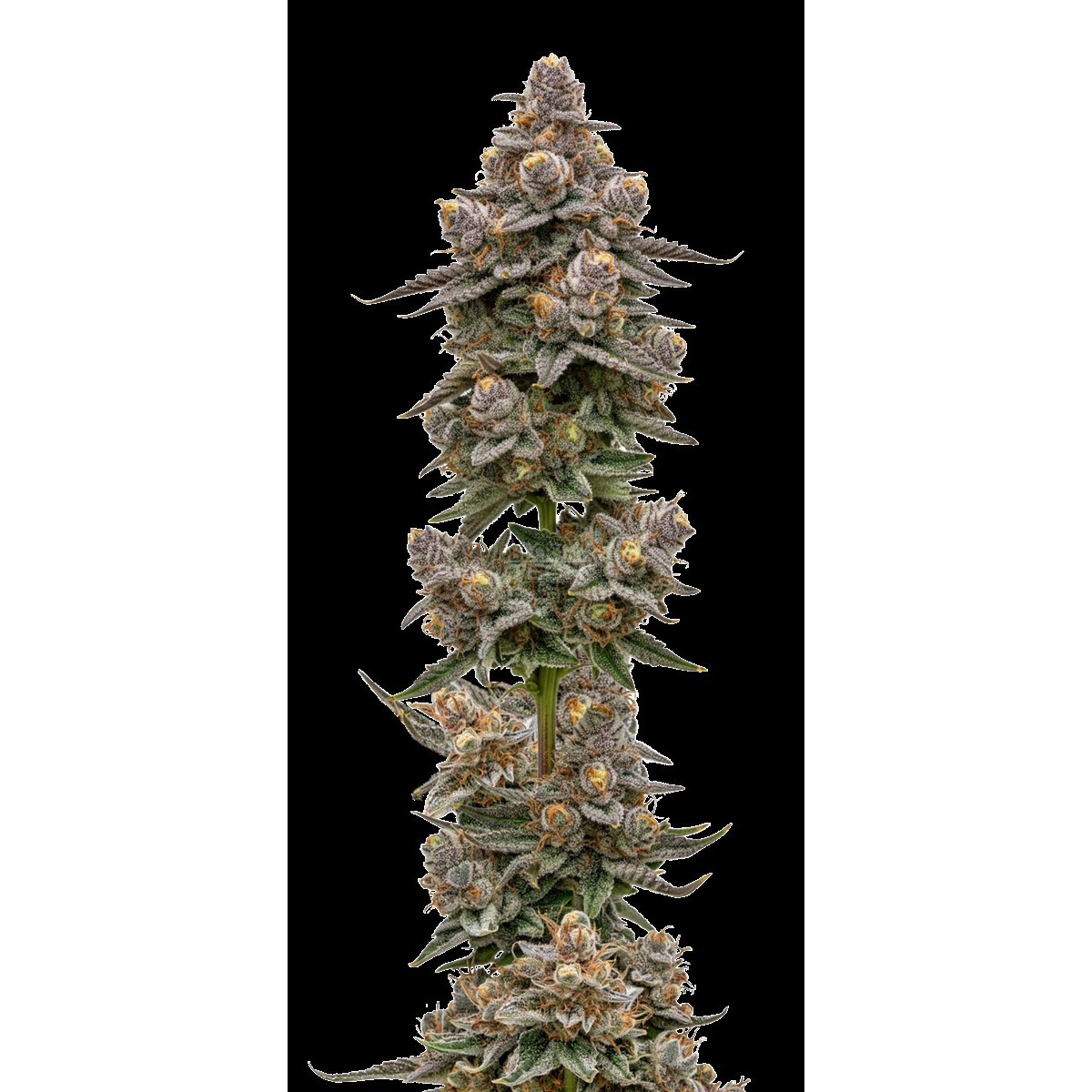 Blue Zeclair – Growers Choice feminisiert 3er Pack