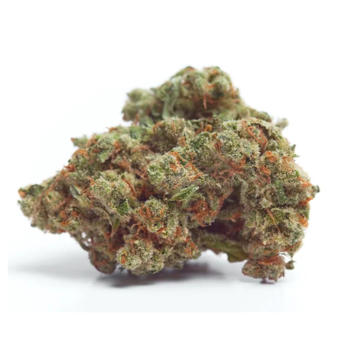Gorilla Cookies - Growers Choice feminisiert 3er Pack