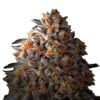 Growers Choice Bruce Banner Autoflower Samen