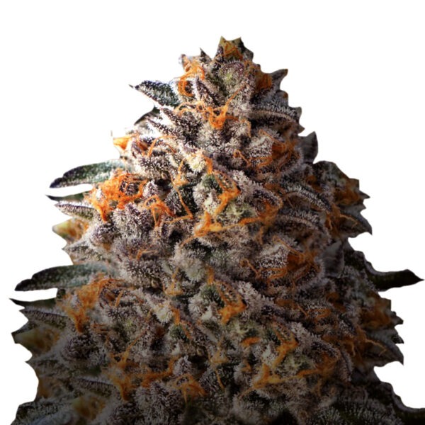 Growers Choice Bruce Banner Autoflower Samen
