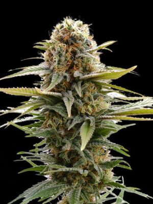 gsc-flower.jpg GSC - Kannabia feminisiert 3er Pack