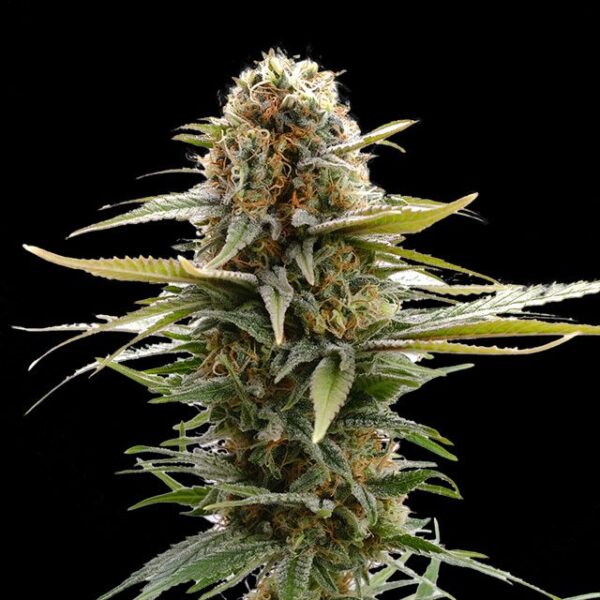 GSC - Kannabia feminisiert 3er Pack
