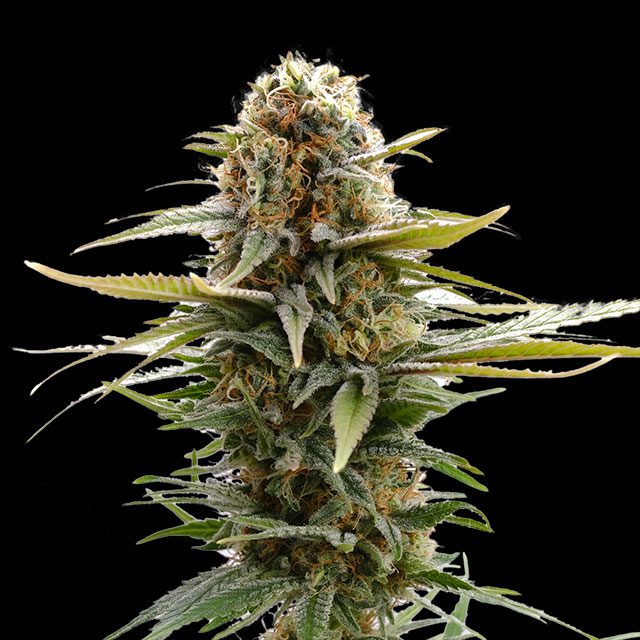 GSC - Kannabia feminisiert 3er Pack
