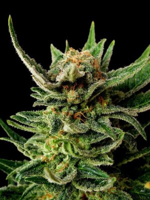 gypsy-kush-flower.jpg Gypsy Kush - Kannabia feminisiert 3er Pack