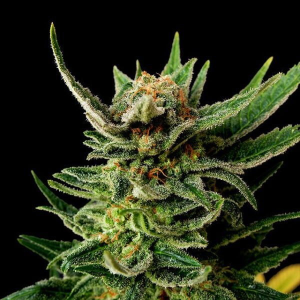 Gypsy Kush - Kannabia feminisiert 3er Pack