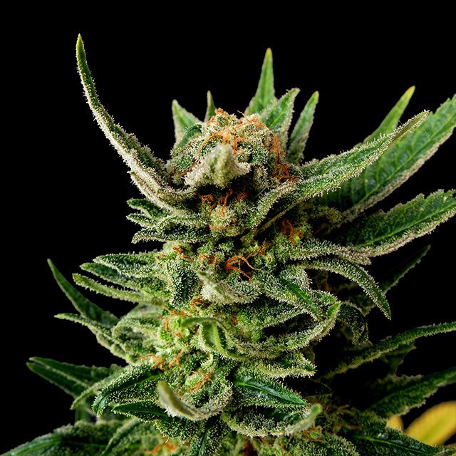 Gypsy Kush - Kannabia feminisiert 3er Pack