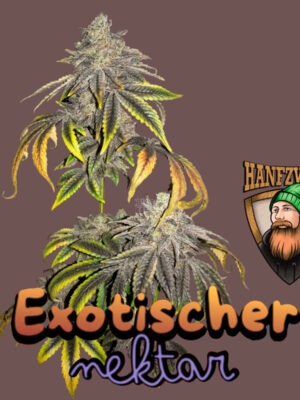 hanfzwerg-exotischer-nektar.jpg Exotischer Nektar - Hanfzwerg feminisiert 3er Pack