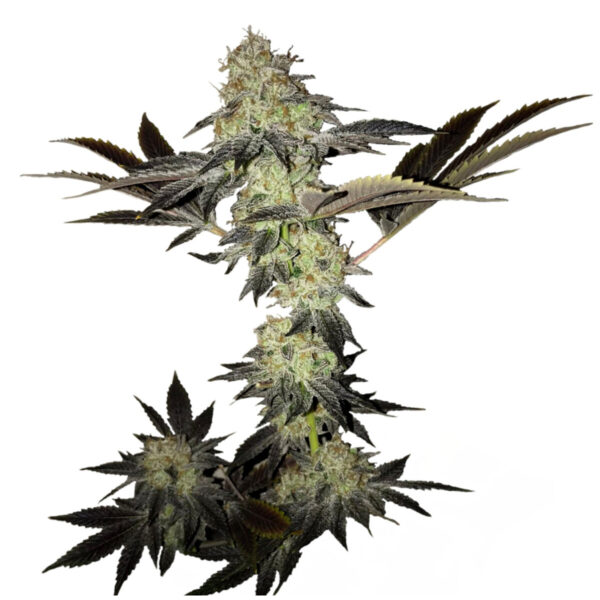 Goldenes Geheimnis feminisierte Cannabissamen