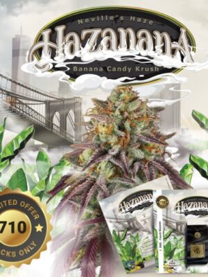 Hazanana T.H. Seeds feminisiert 2er Pack