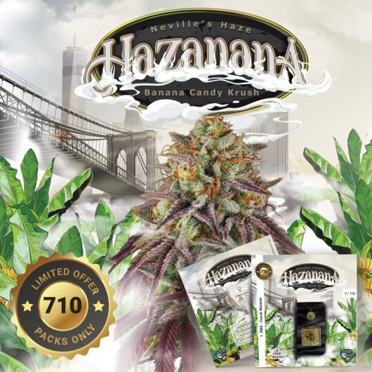 Hazanana T.H. Seeds feminisiert 2er Pack Hazanana T.H. Seeds feminisiert 2er Pack