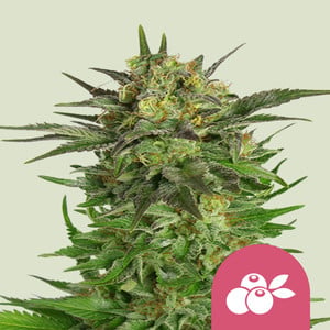 Haze Berry - Royal Queen Seeds feminisiert 3er Pack