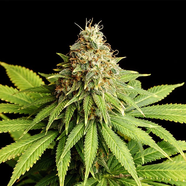 Hellfire OG - Kannabia feminisiert 3er Pack