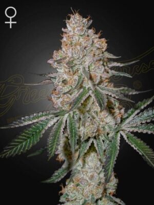 High Cloudz – Green House Seed Co. feminisiert 3er Pack