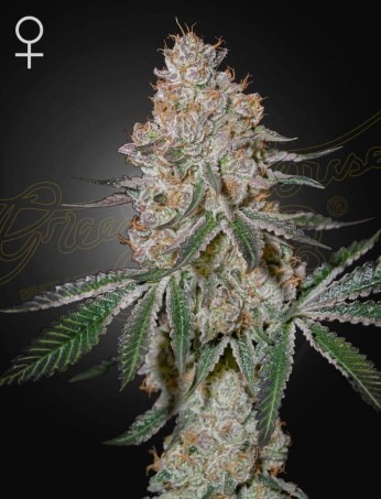 High Cloudz – Green House Seed Co. feminisiert 3er Pack