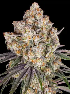 Ice Cream Cake - Barneys Farm feminisiert 3er Pack