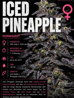 Iced Pineapple x Cali – Criminal Seeds feminisiert 3er Pack Iced Pineapple x Cali – Criminal Seeds feminisiert 3er Pack