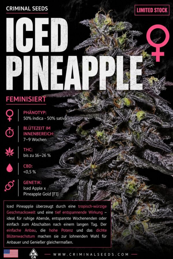 Iced Pineapple x Cali – Criminal Seeds feminisiert 3er Pack Iced Pineapple x Cali – Criminal Seeds feminisiert 3er Pack