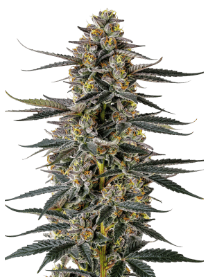 Iced Sangria Triploid – Growers Choice feminisiert 3er Pack Iced Sangria Triploid - Growers Choice feminisiert 3er Pack