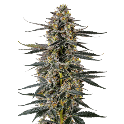 Iced Sangria Triploid - Growers Choice feminisiert 3er Pack