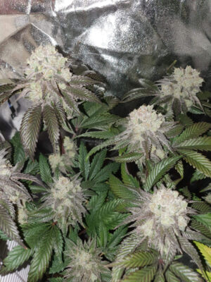 Banana Cake - In House Genetics feminisiert 3er Pack