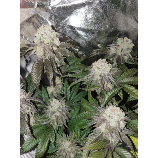 Banana Cake – In House Genetics feminisiert 3er Pack Cannabis Samen