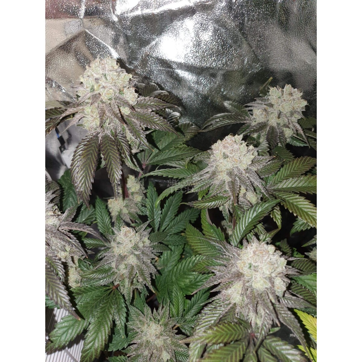 Banana Cake - In House Genetics feminisiert 3er Pack