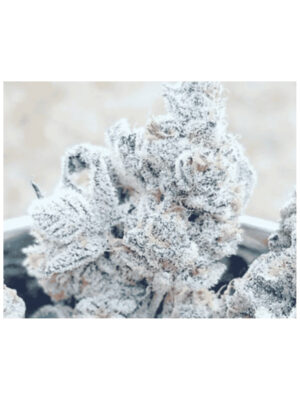 Bananacane - In House Genetics feminisiert 3er Pack