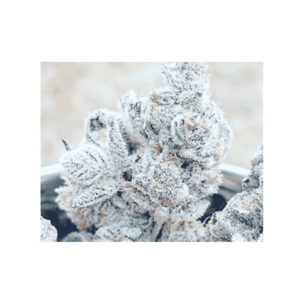 Bananacane – In House Genetics feminisiert 3er Pack Cannabis Samen